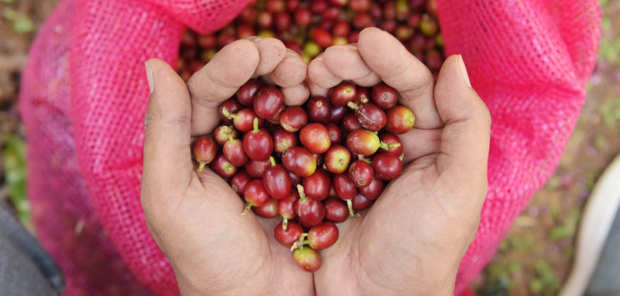 Coffee prices are increasing; an update from the owners.