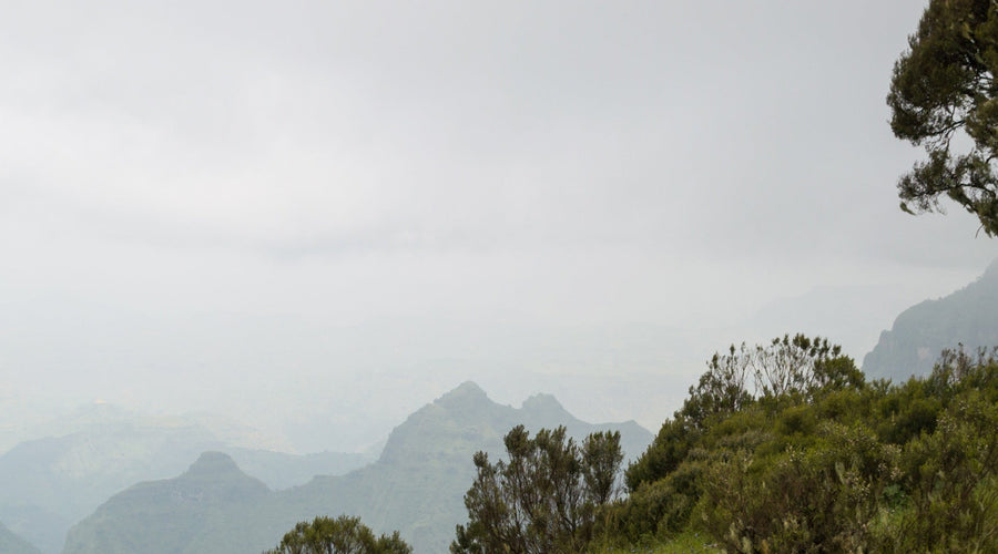 Ethiopia Sidama Organic: Coffee to Brighten Your Day