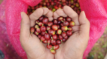 Coffee prices are increasing; an update from the owners.